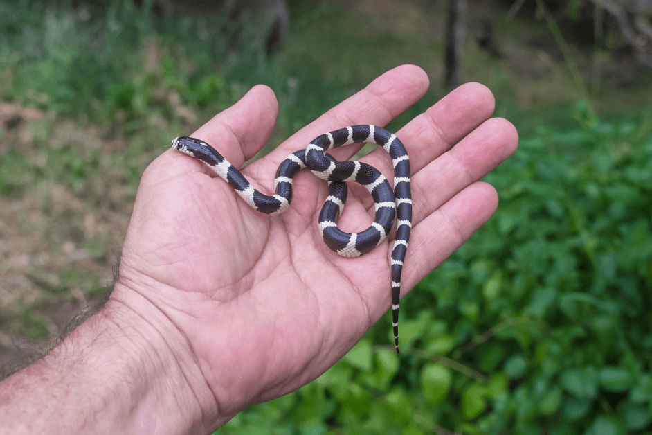 5 Ways to Help Snakes This May Save The Snakes