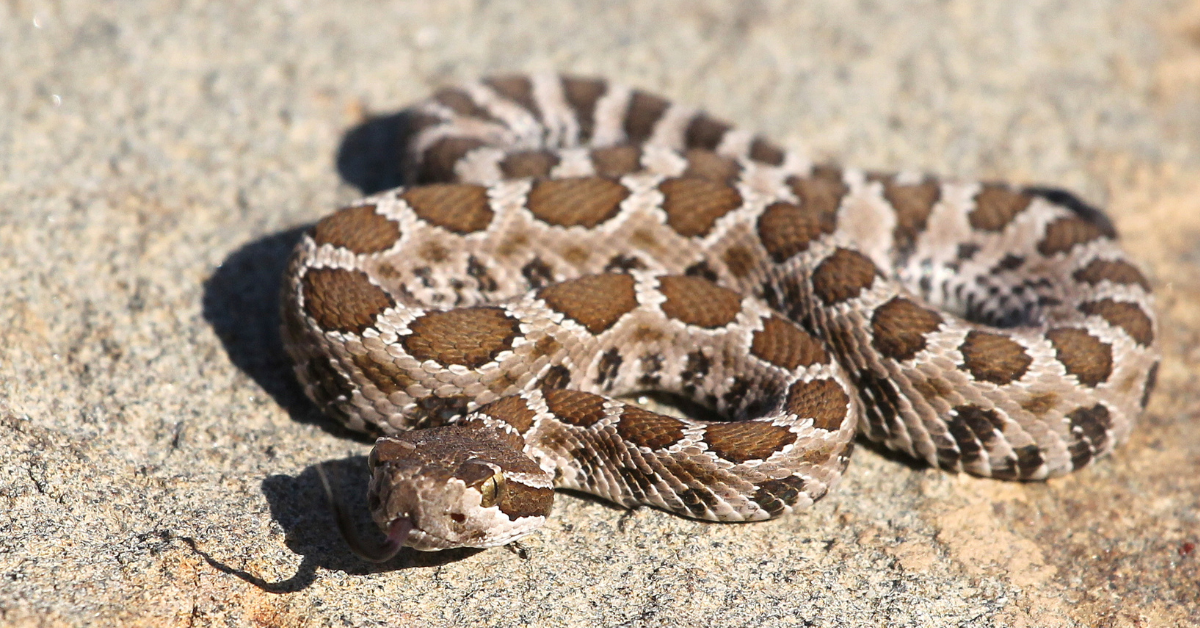 Snake Conference STS World Snake Day Symposium 2025 - Save The Snakes