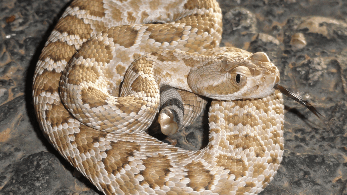 The Misunderstood Mojave Rattlesnake - Save The Snakes